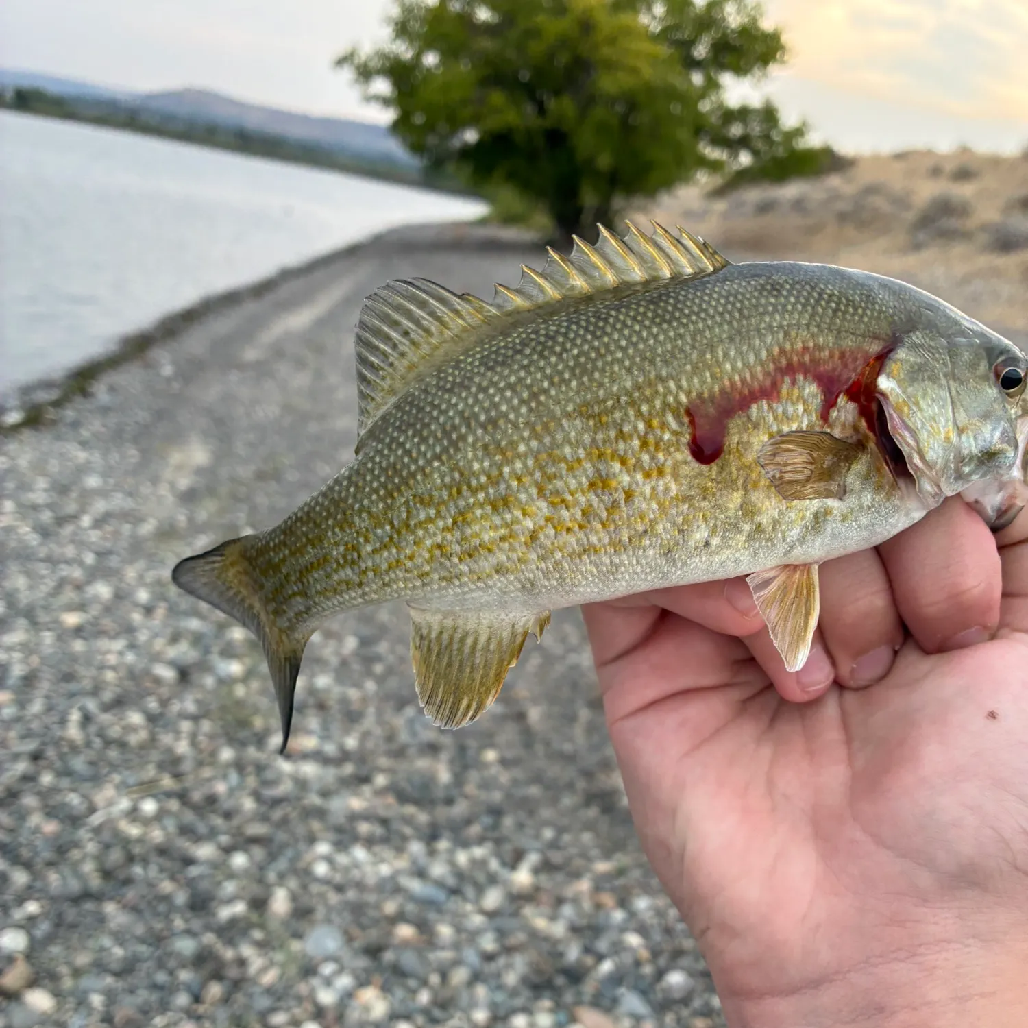 Smallmouth bass caught on Fishbrain