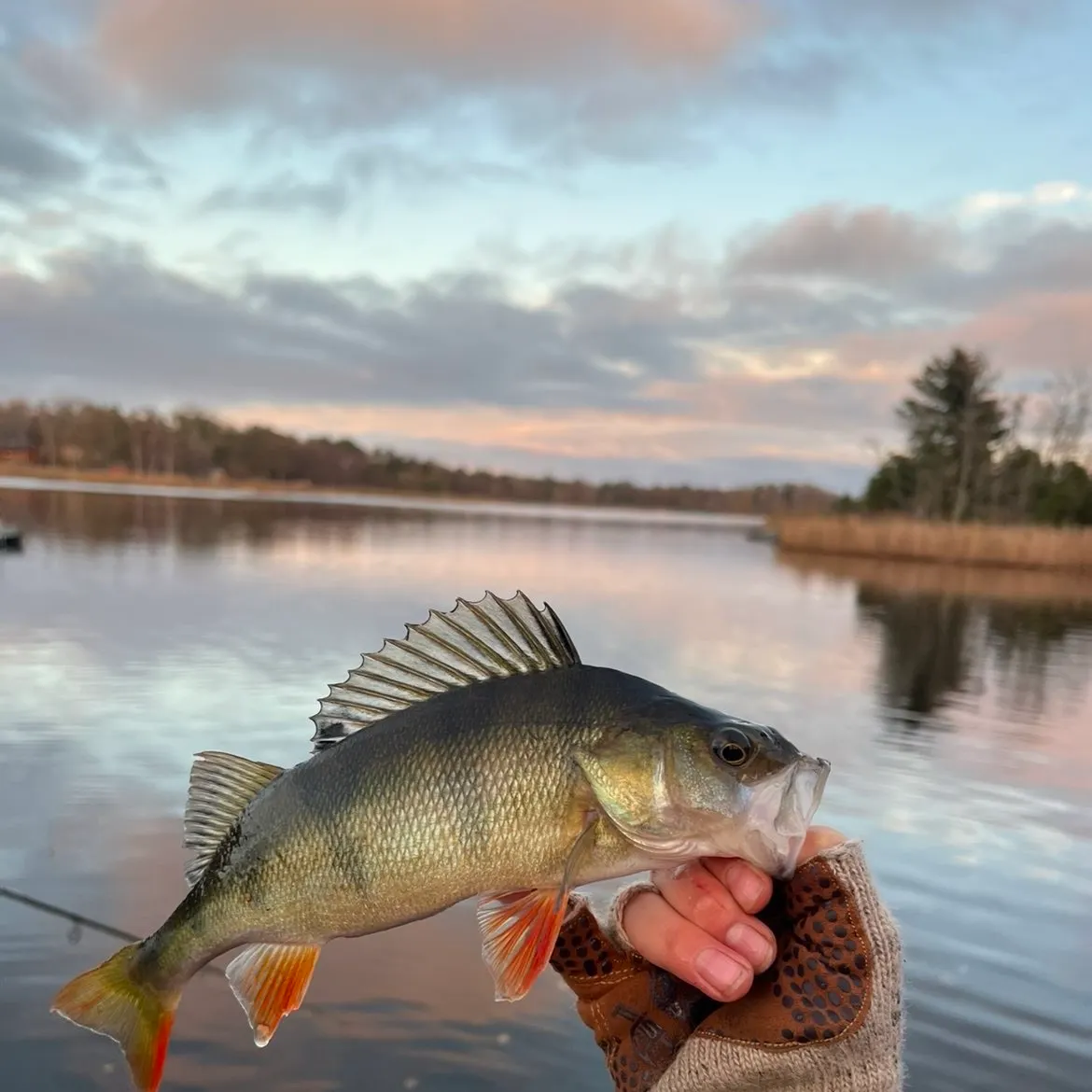 European perch caught on Fishbrain