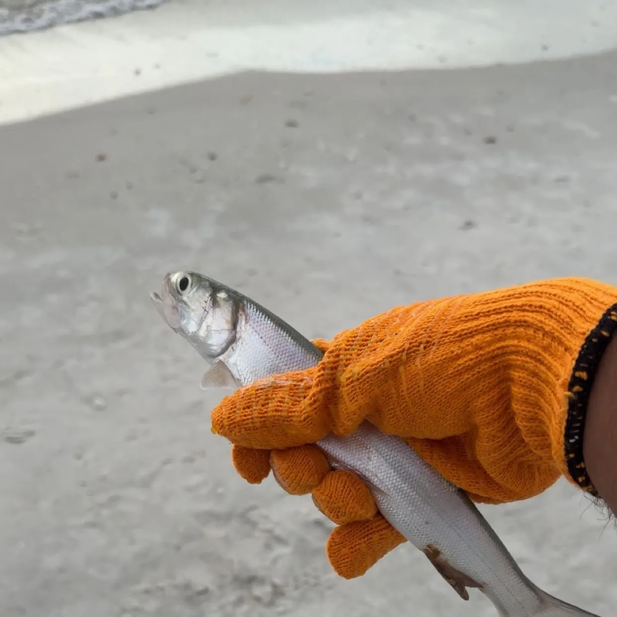 Ladyfish caught on Fishbrain