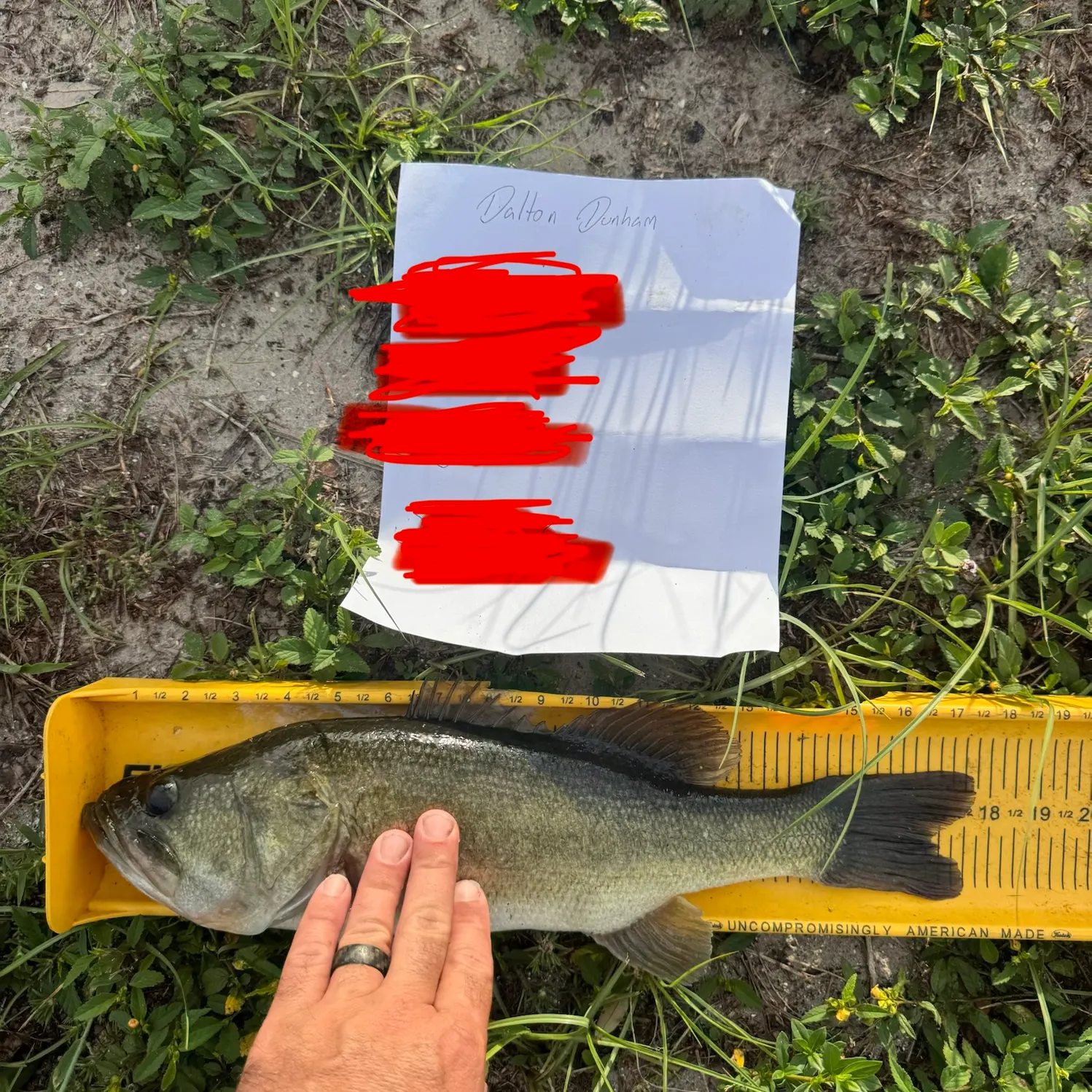 Largemouth bass caught on Fishbrain