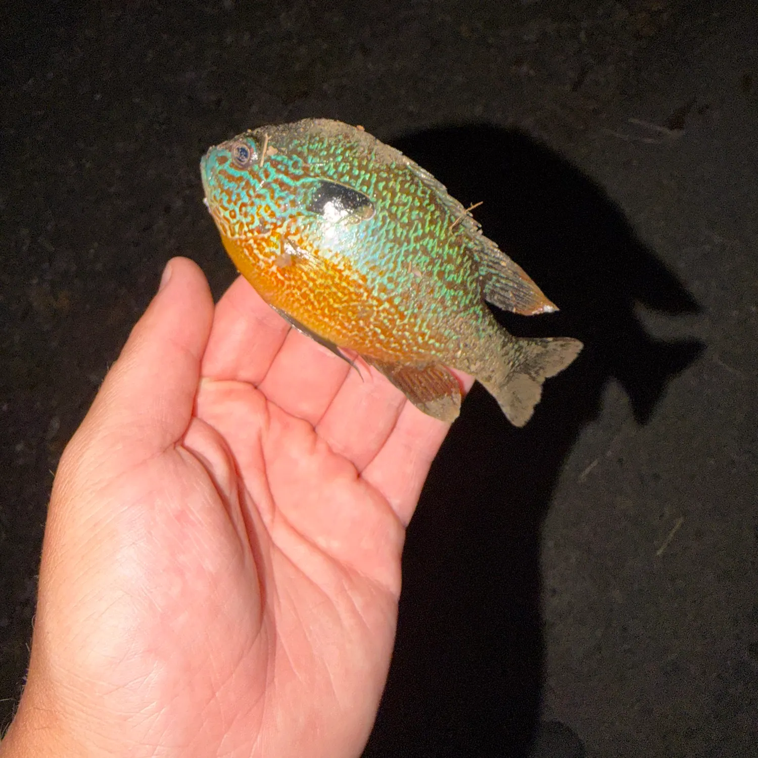 Longear sunfish caught on Fishbrain