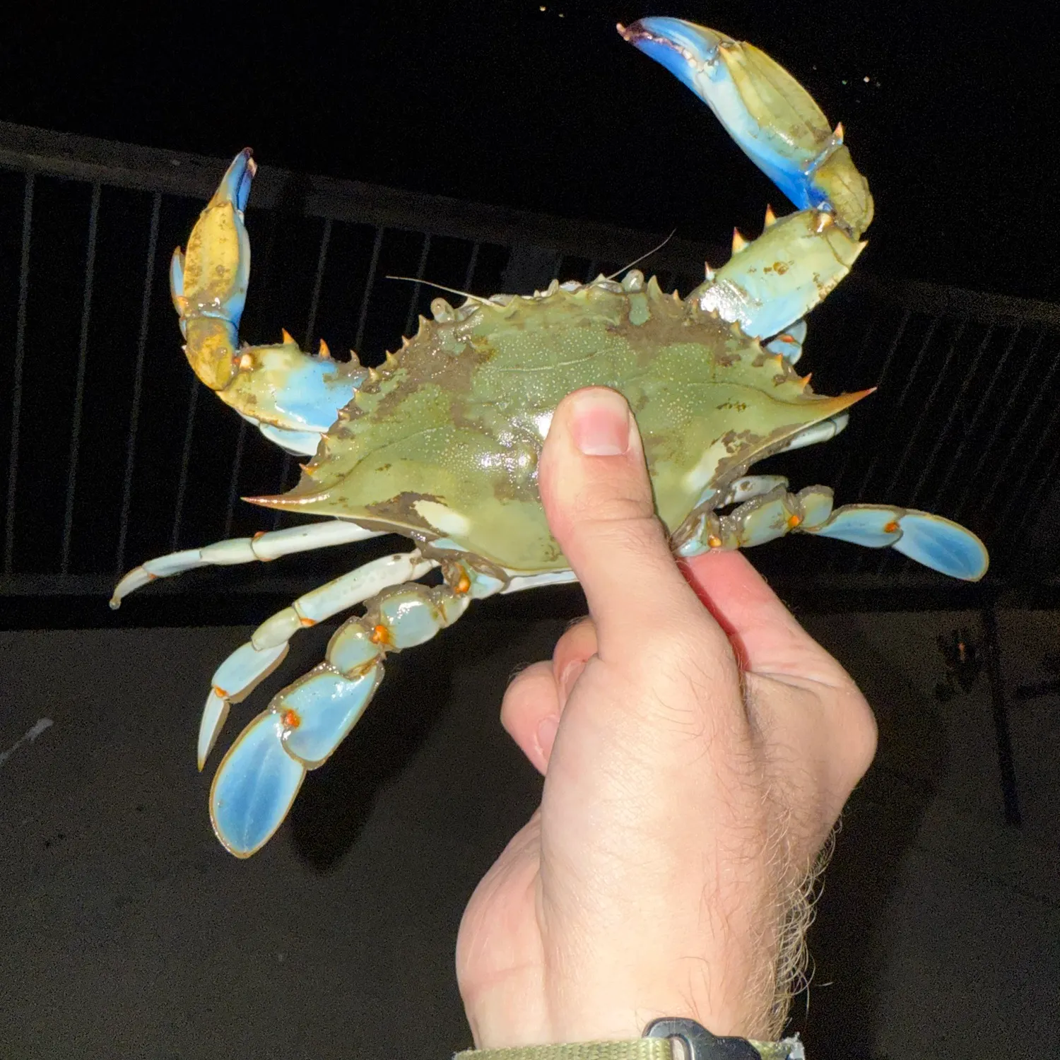 Blue crab caught on Fishbrain
