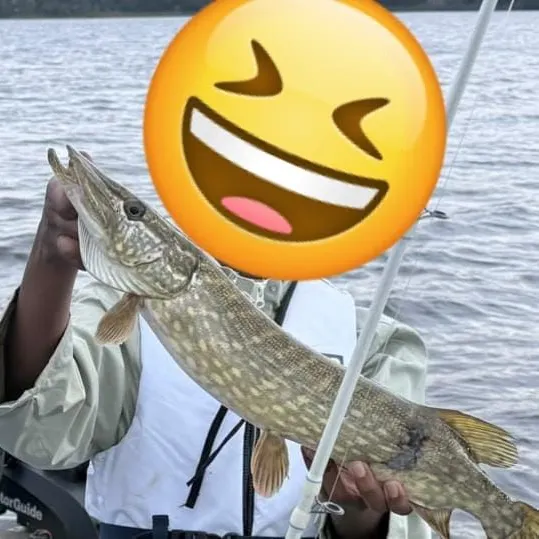 Northern pike caught on Fishbrain