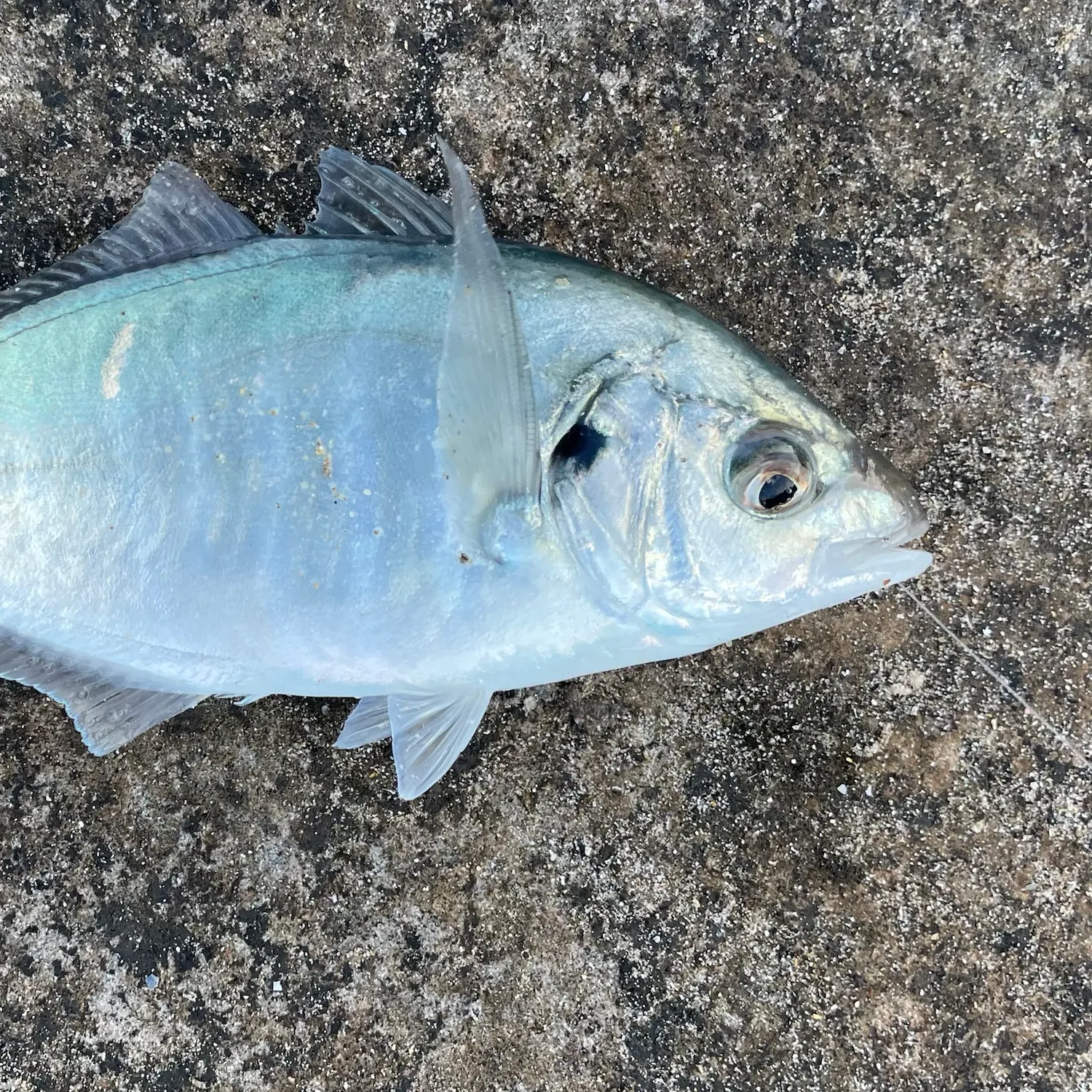 White trevally caught on Fishbrain