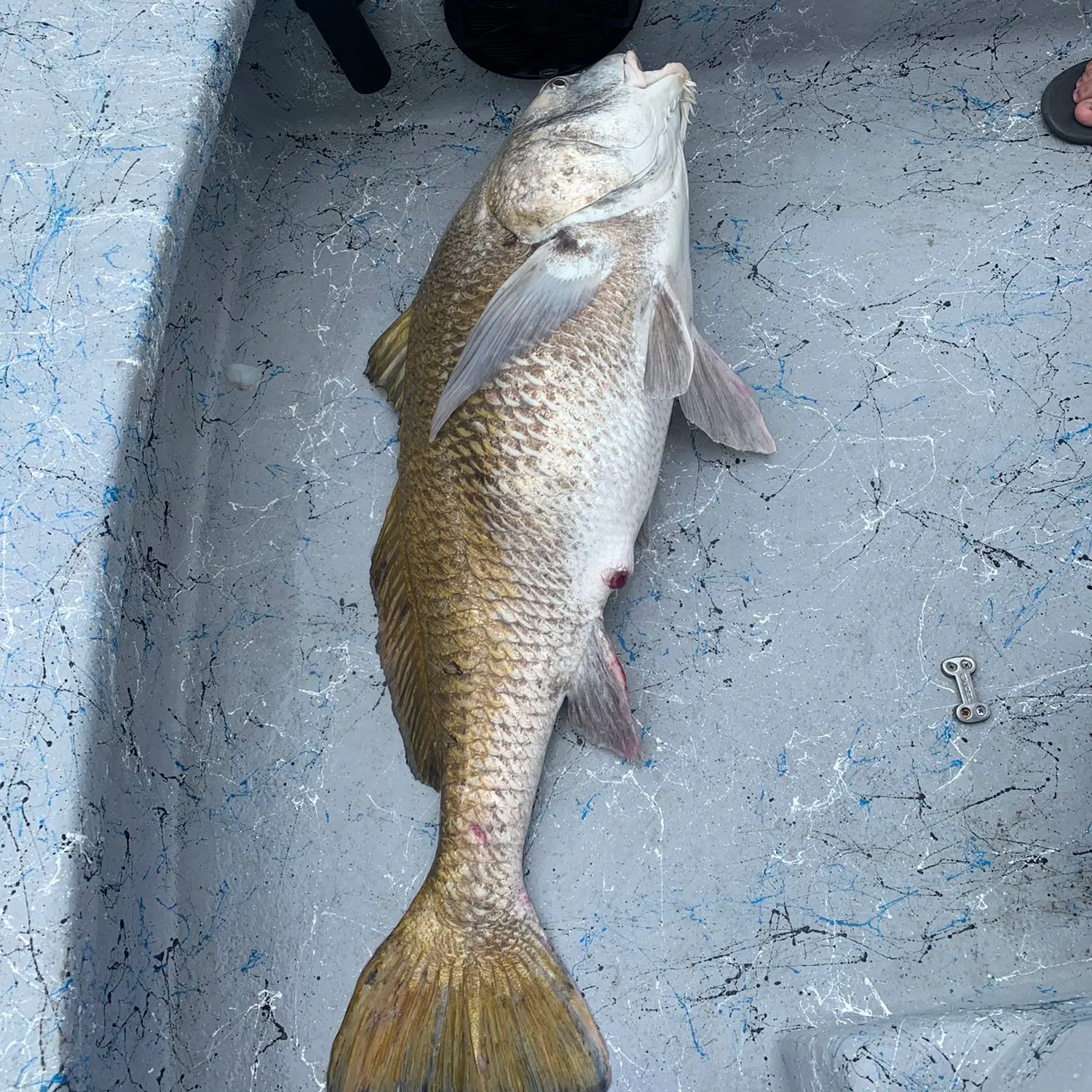 Black drum caught on Fishbrain