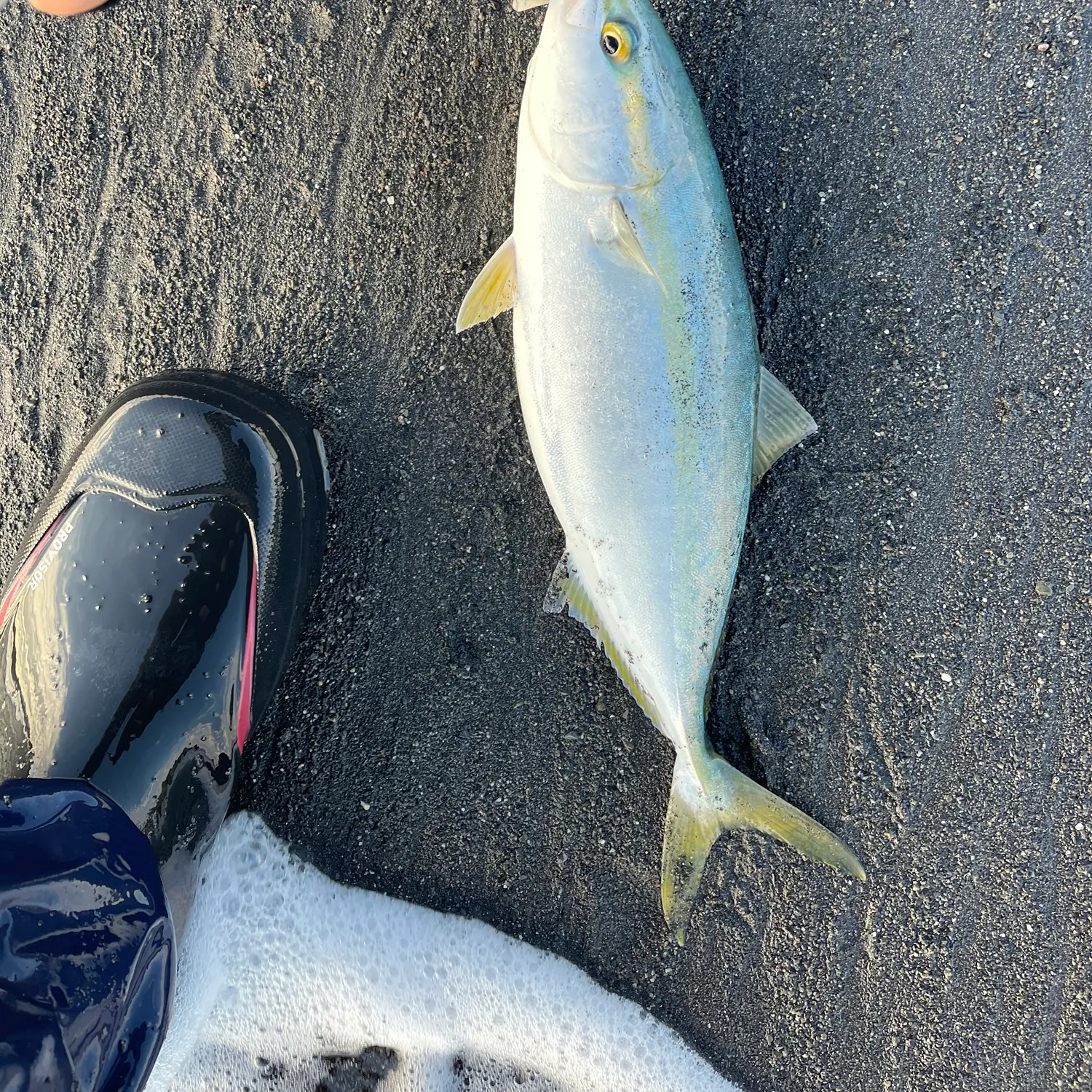 The most recent Japanese amberjack catches on Fishbrain