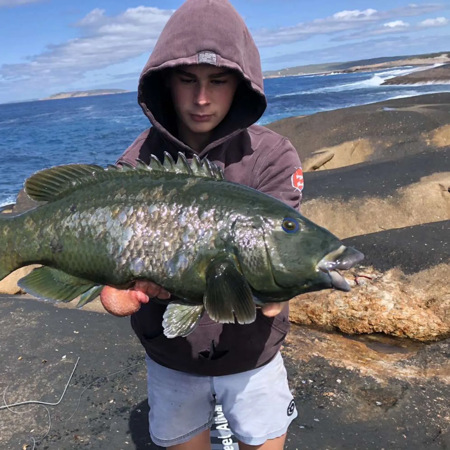 The most recent Western blue groper catches on Fishbrain