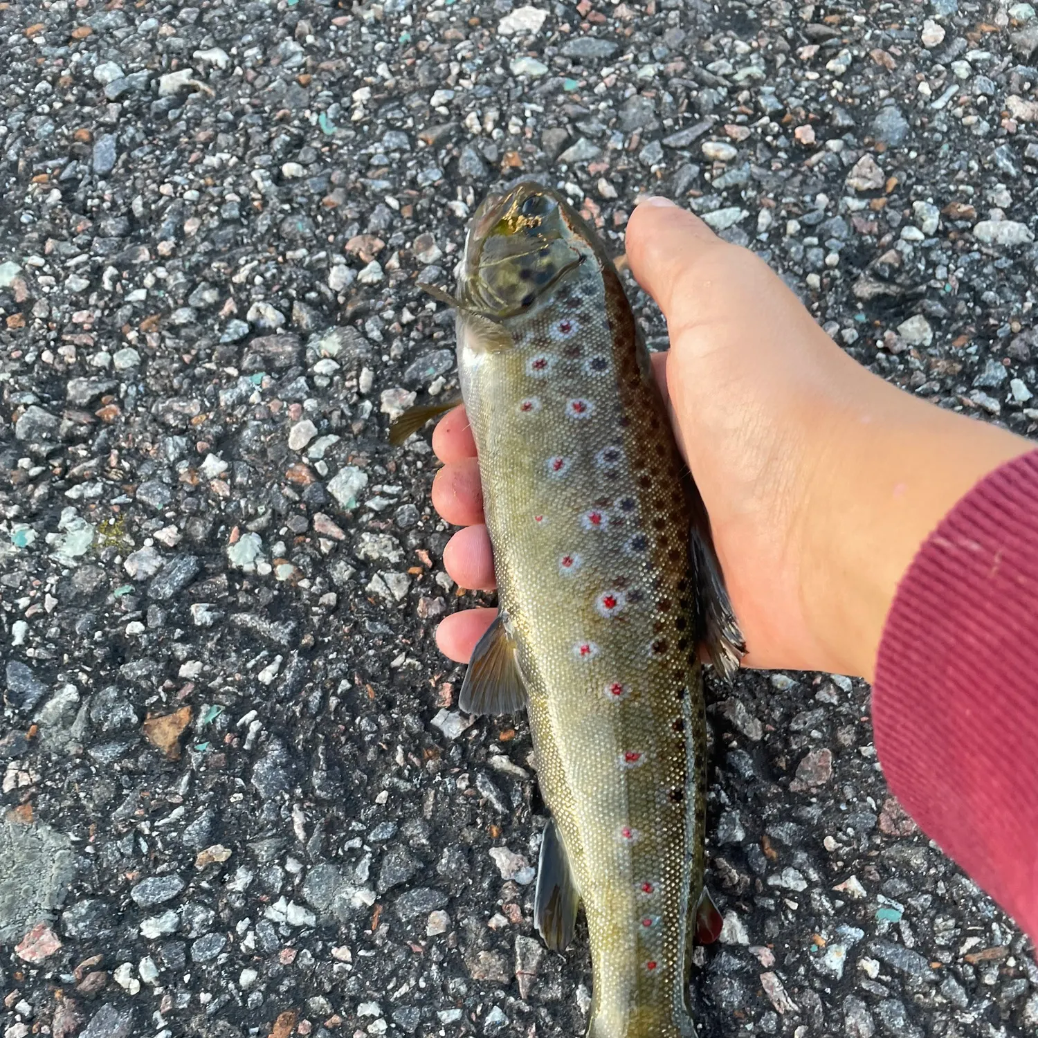 Sea trout caught on Fishbrain