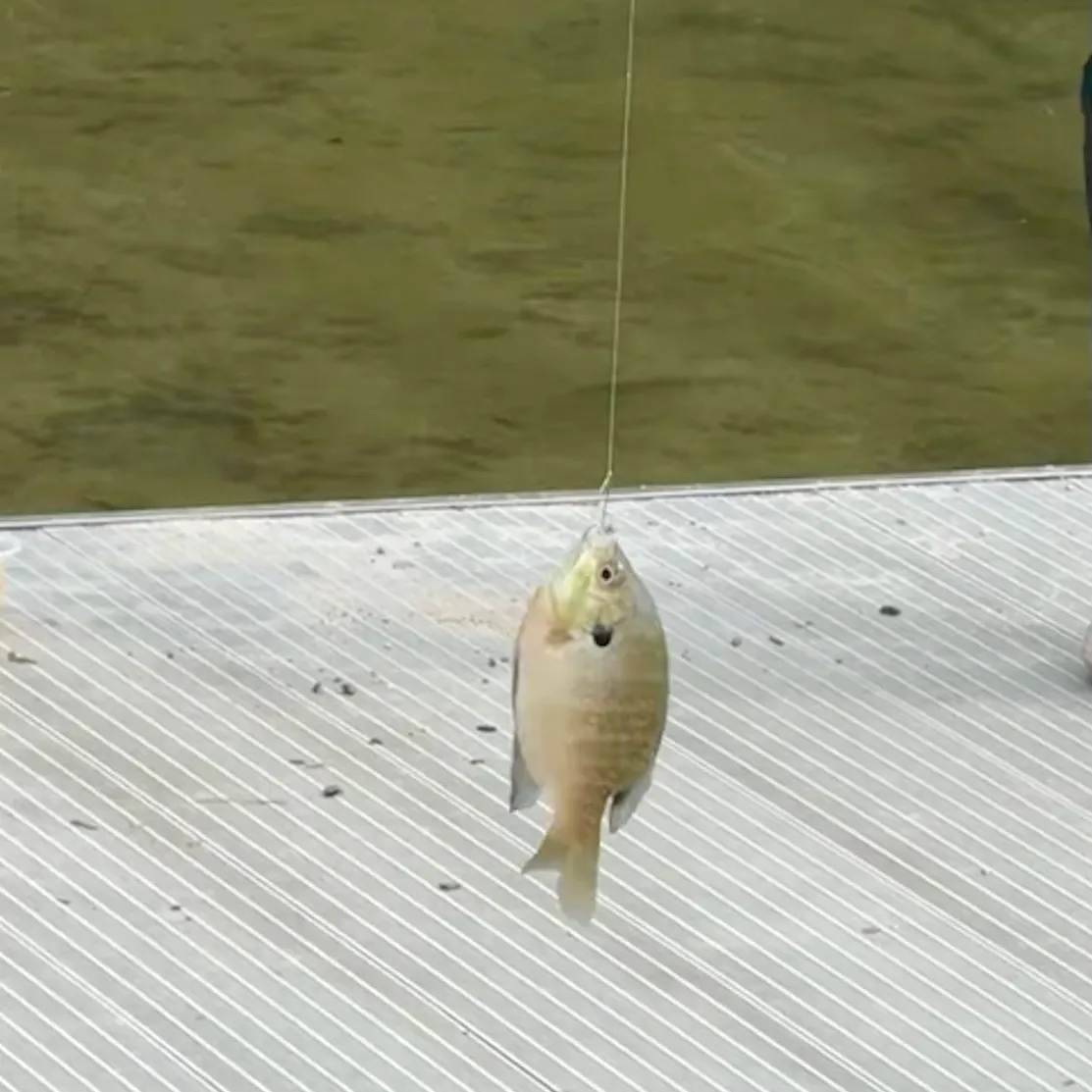 Bluegill caught on Fishbrain