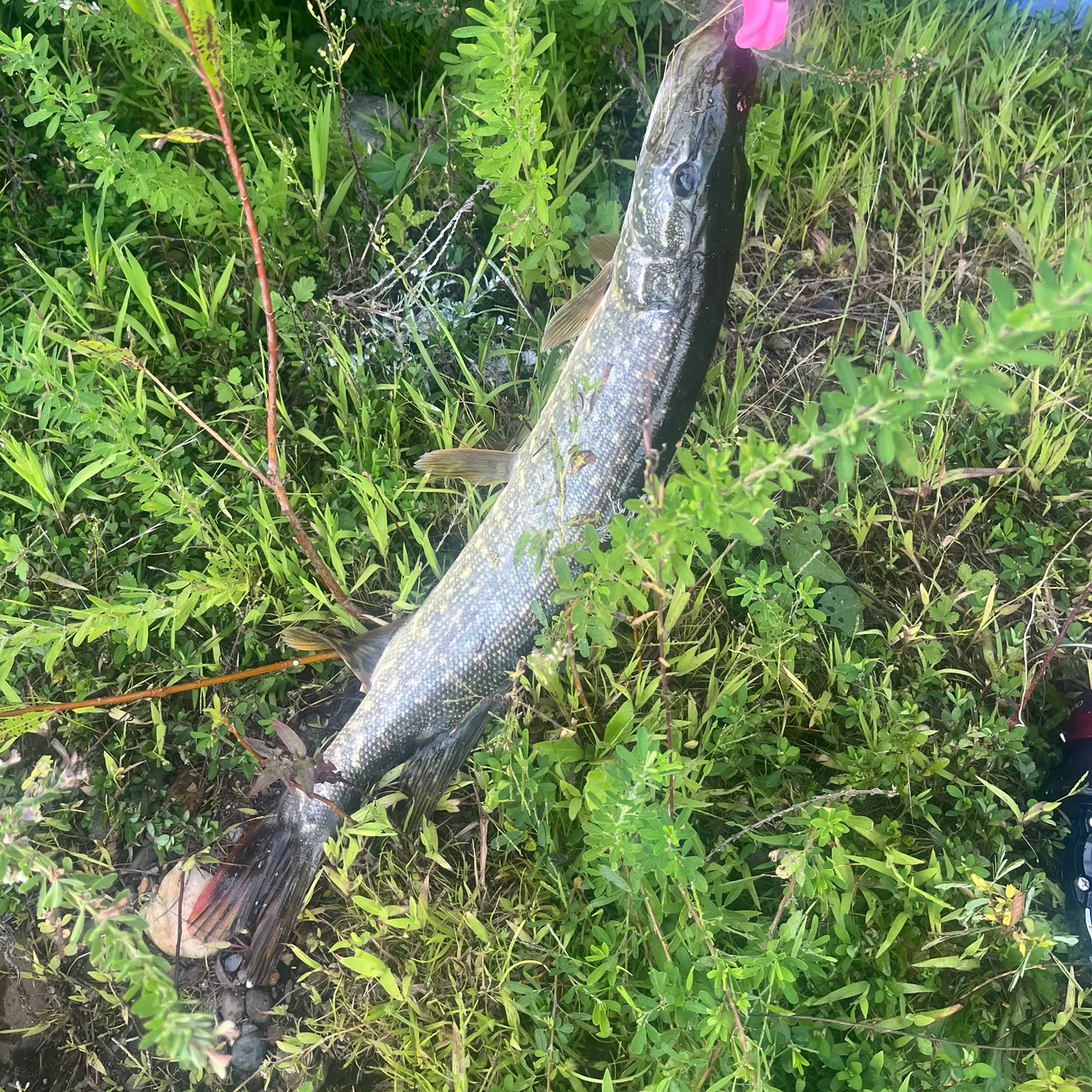 Northern pike caught on Fishbrain