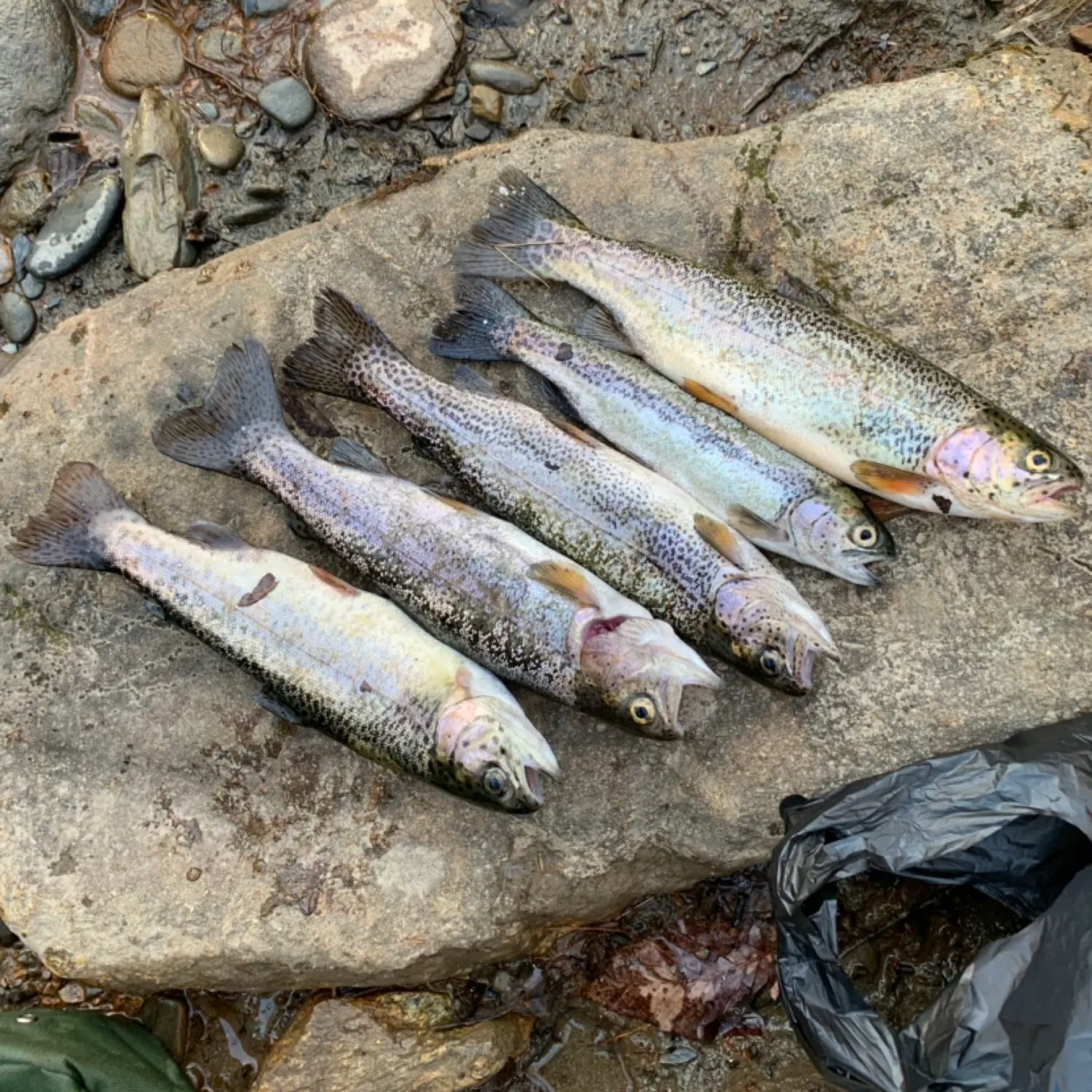 recently logged catches