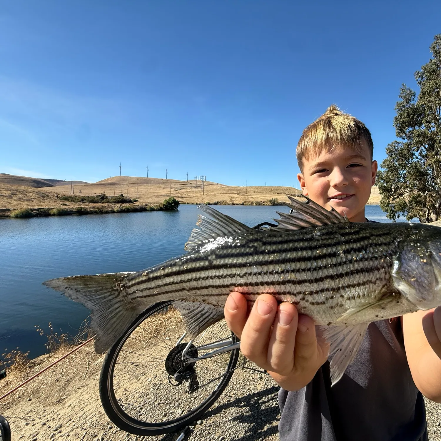 Striped bass caught on Fishbrain