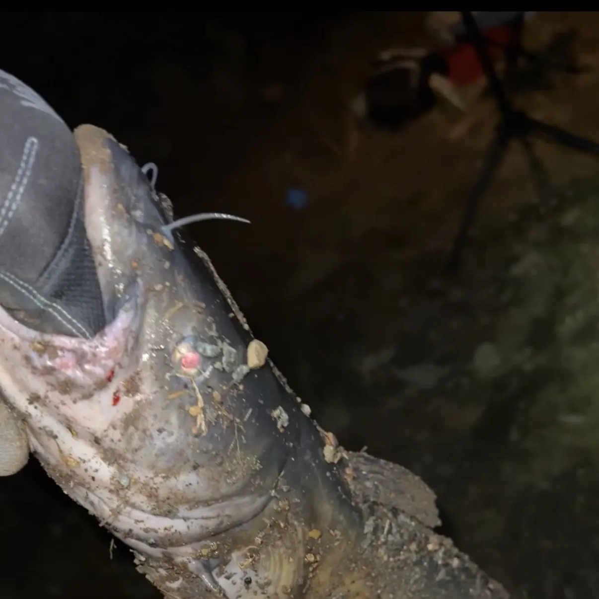 Channel catfish caught on Fishbrain