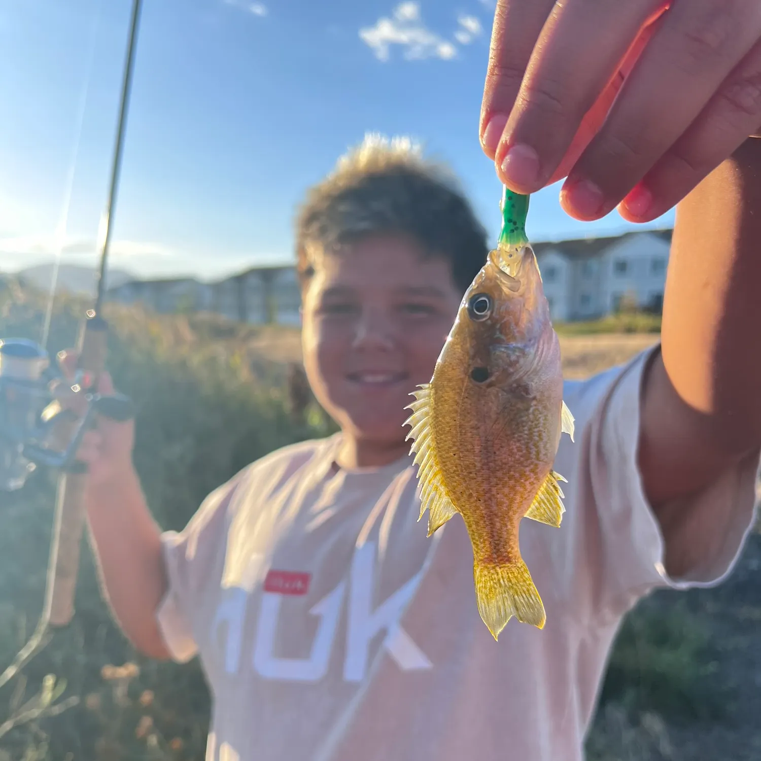 Green sunfish caught on Fishbrain