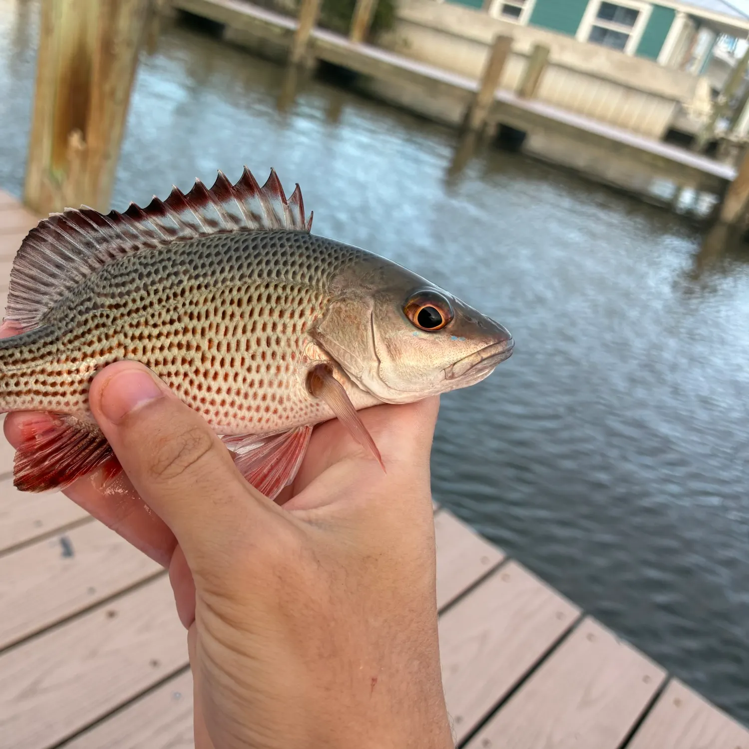 Mangrove snapper caught on Fishbrain