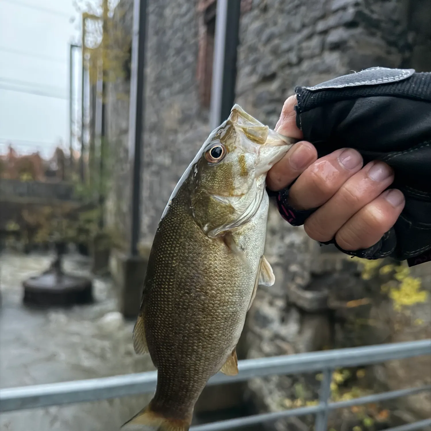 Smallmouth bass caught on Fishbrain