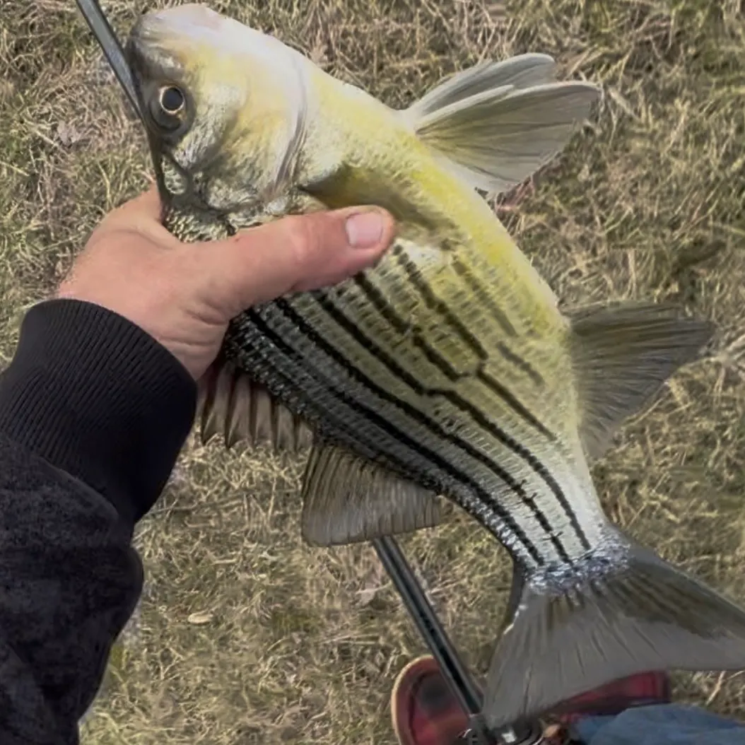The most recent Yellow bass catches on Fishbrain