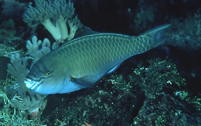 Festive parrotfish