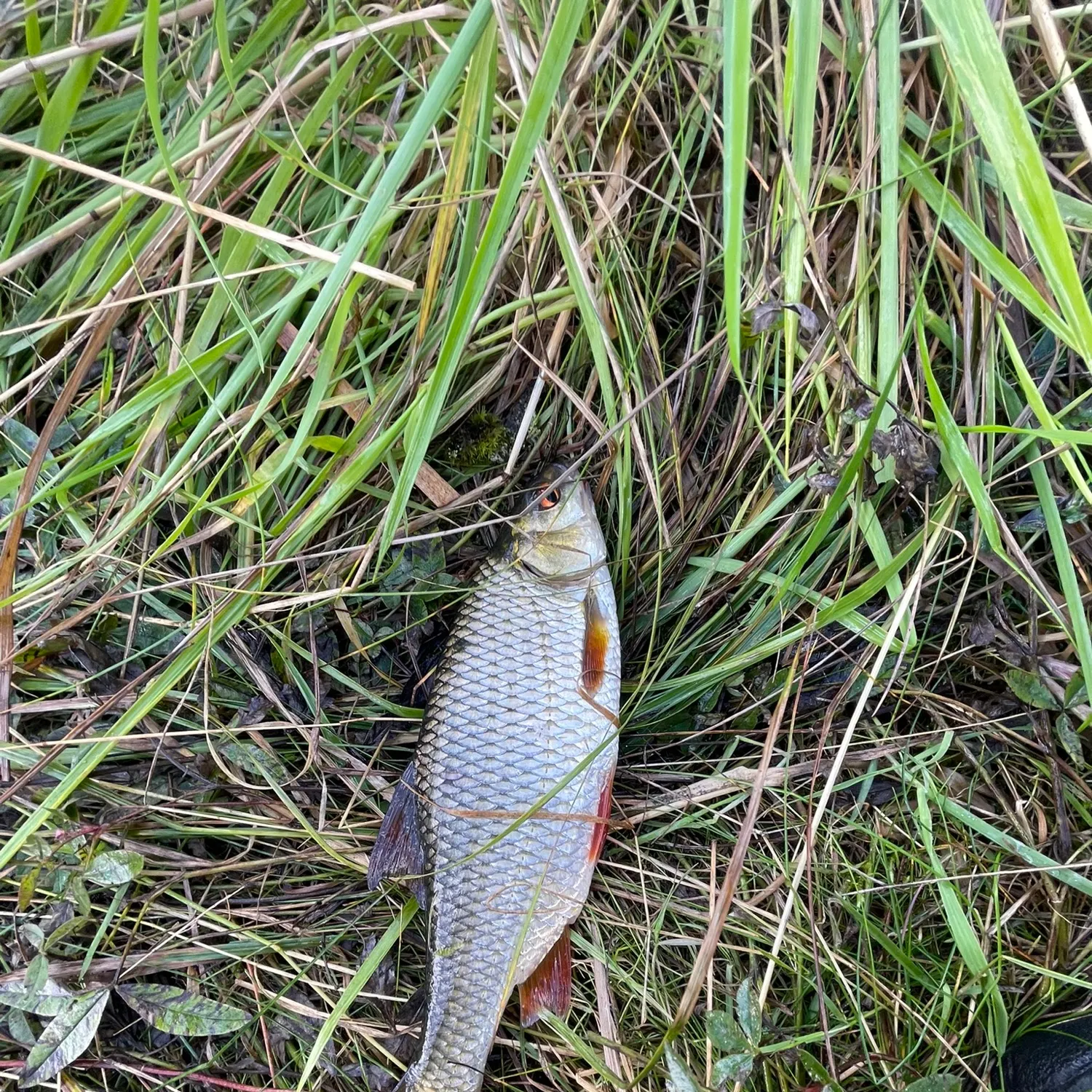 Common roach caught on Fishbrain
