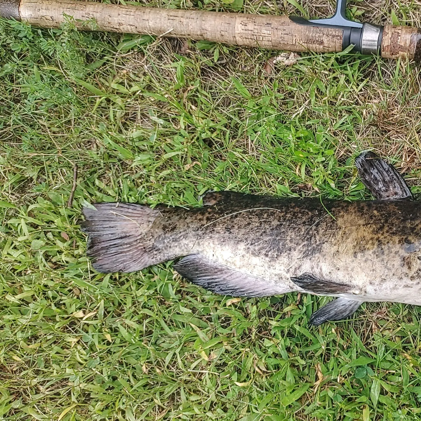 Black bullhead caught on Fishbrain
