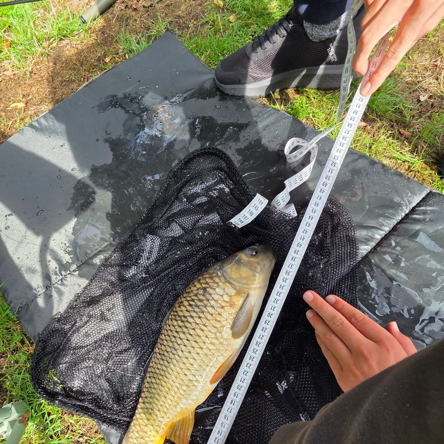 Common carp caught on Fishbrain