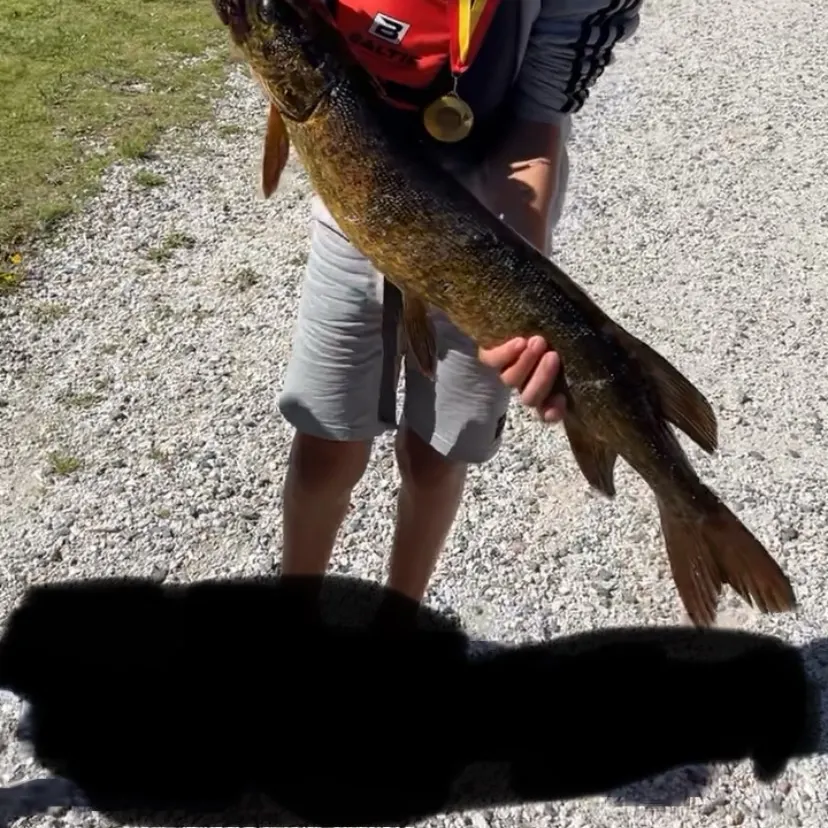 Northern pike caught on Fishbrain