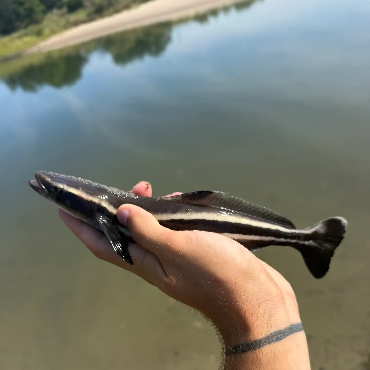 Cobia caught on Fishbrain