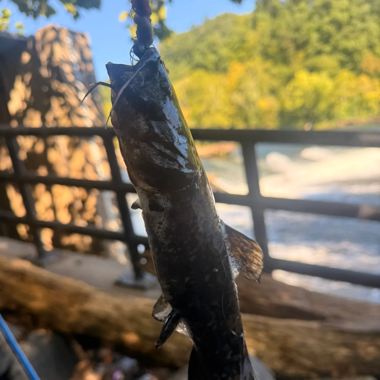Fish caught on Fishbrain