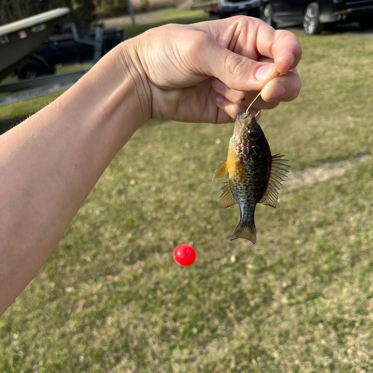 The most recent Great white shark catches on Fishbrain