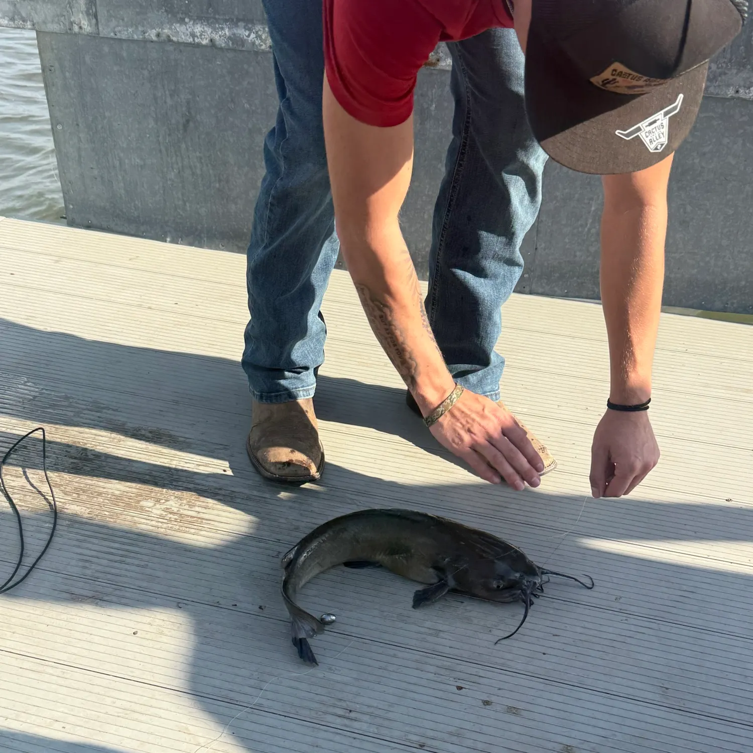 Channel catfish caught on Fishbrain