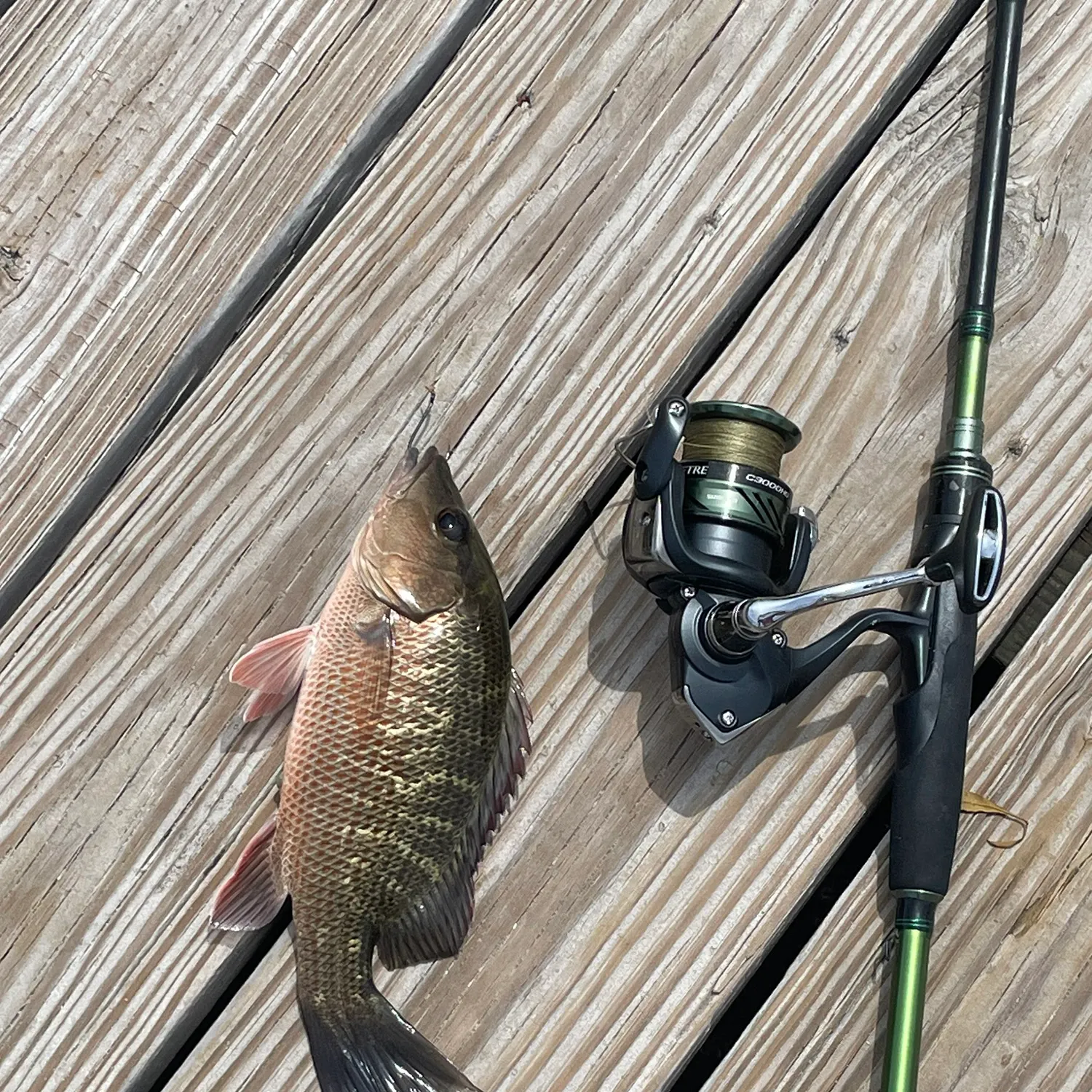 recently logged catches
