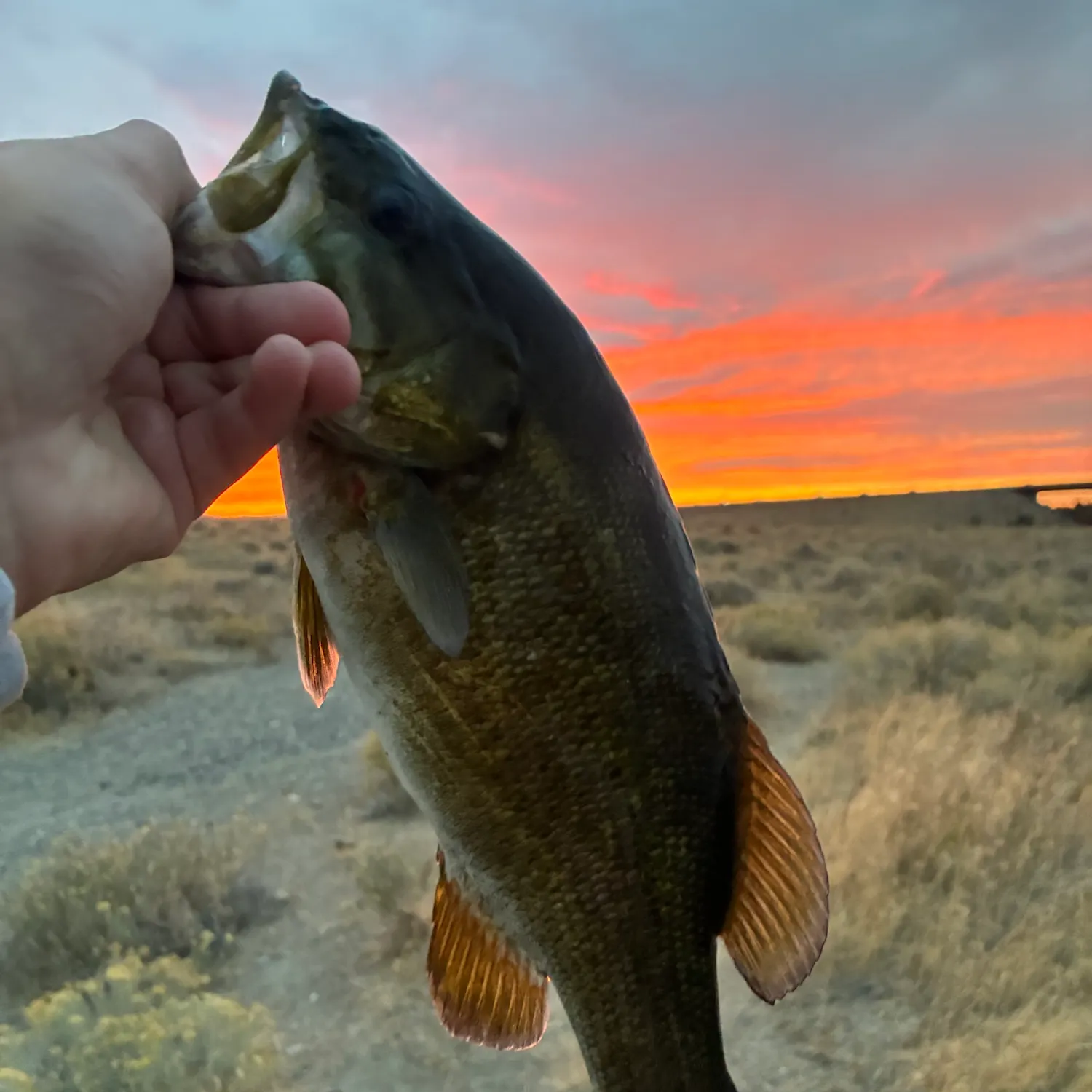 Smallmouth bass caught on Fishbrain