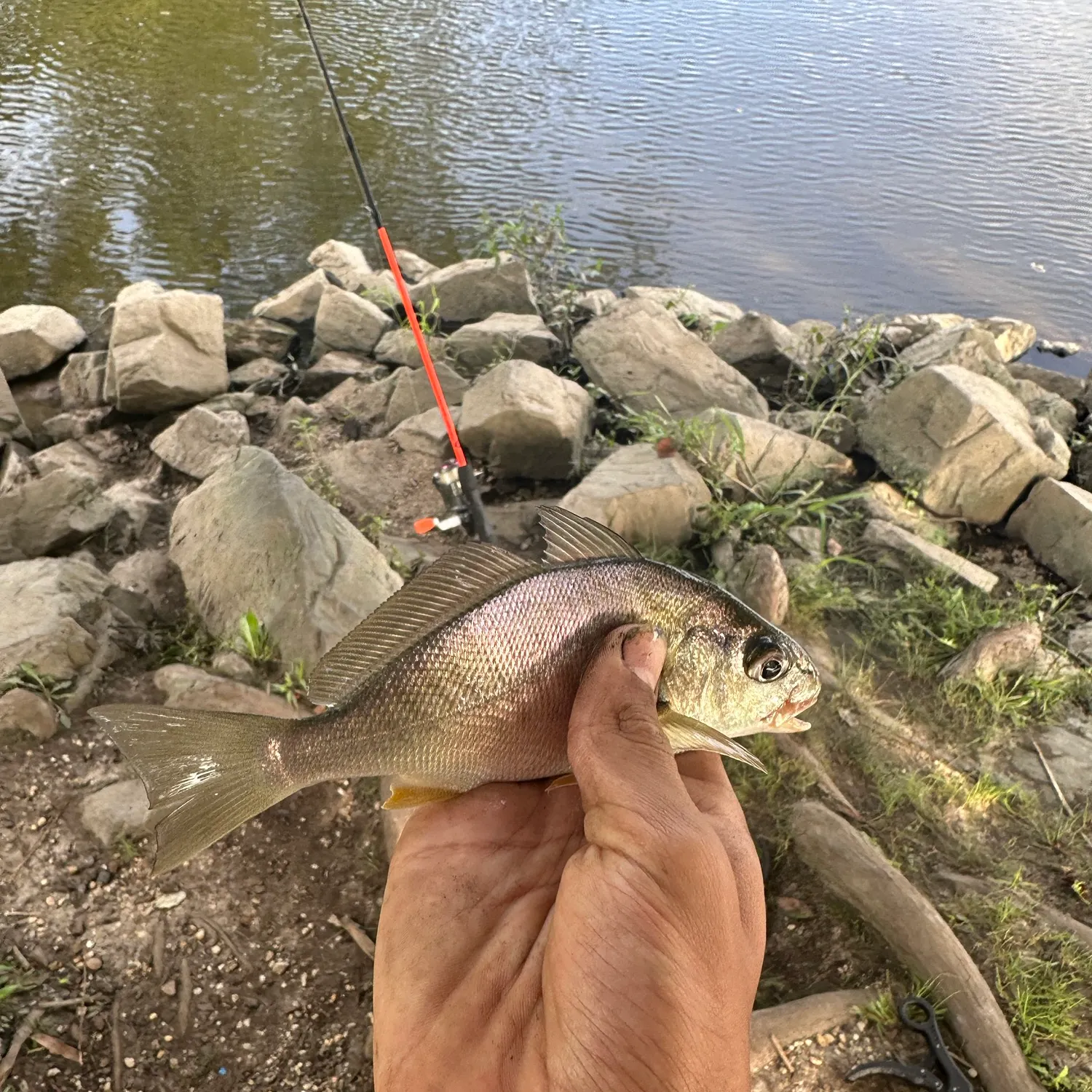 Spot croaker caught on Fishbrain