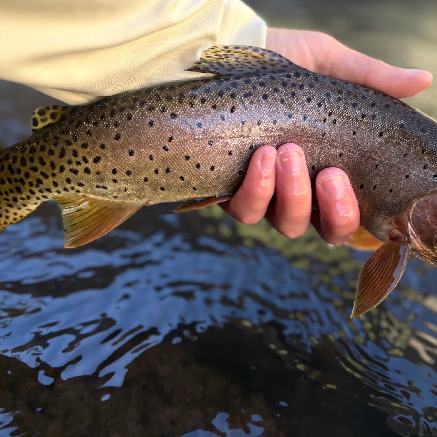 The most recent Bonneville cutthroat trout catches on Fishbrain
