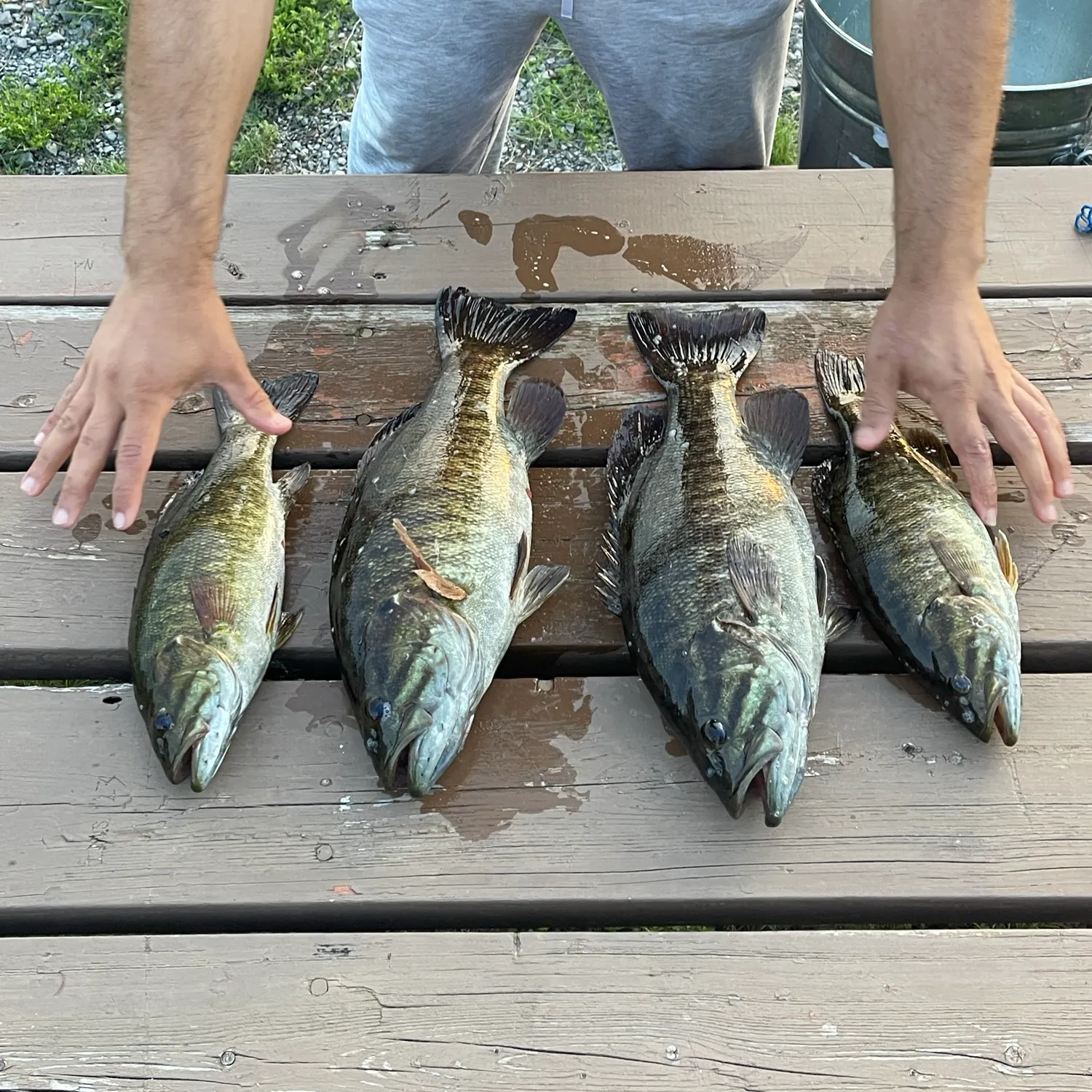Smallmouth bass caught on Fishbrain