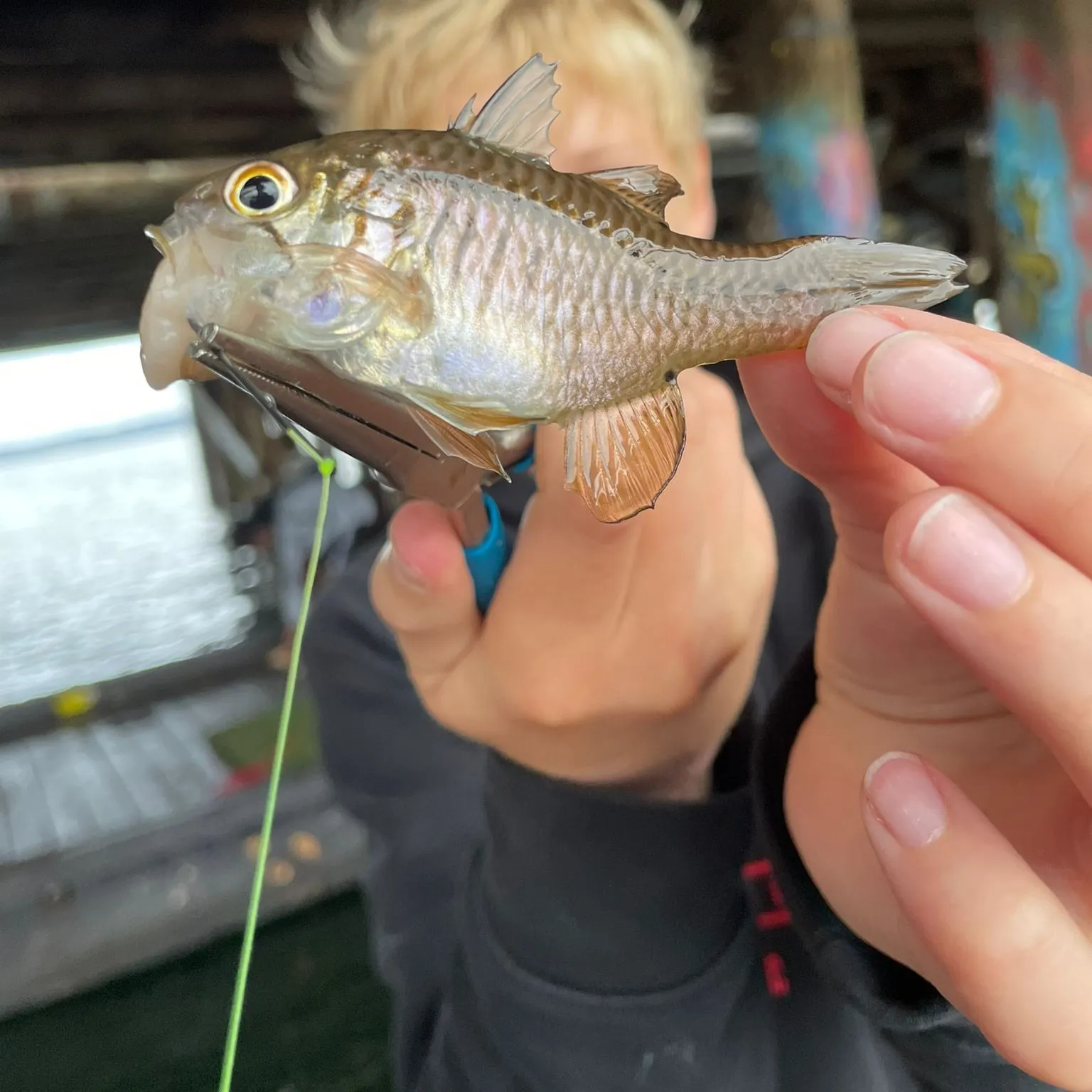 The most recent Gobbleguts catches on Fishbrain