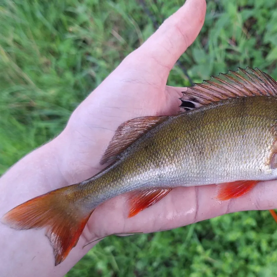 European perch caught on Fishbrain