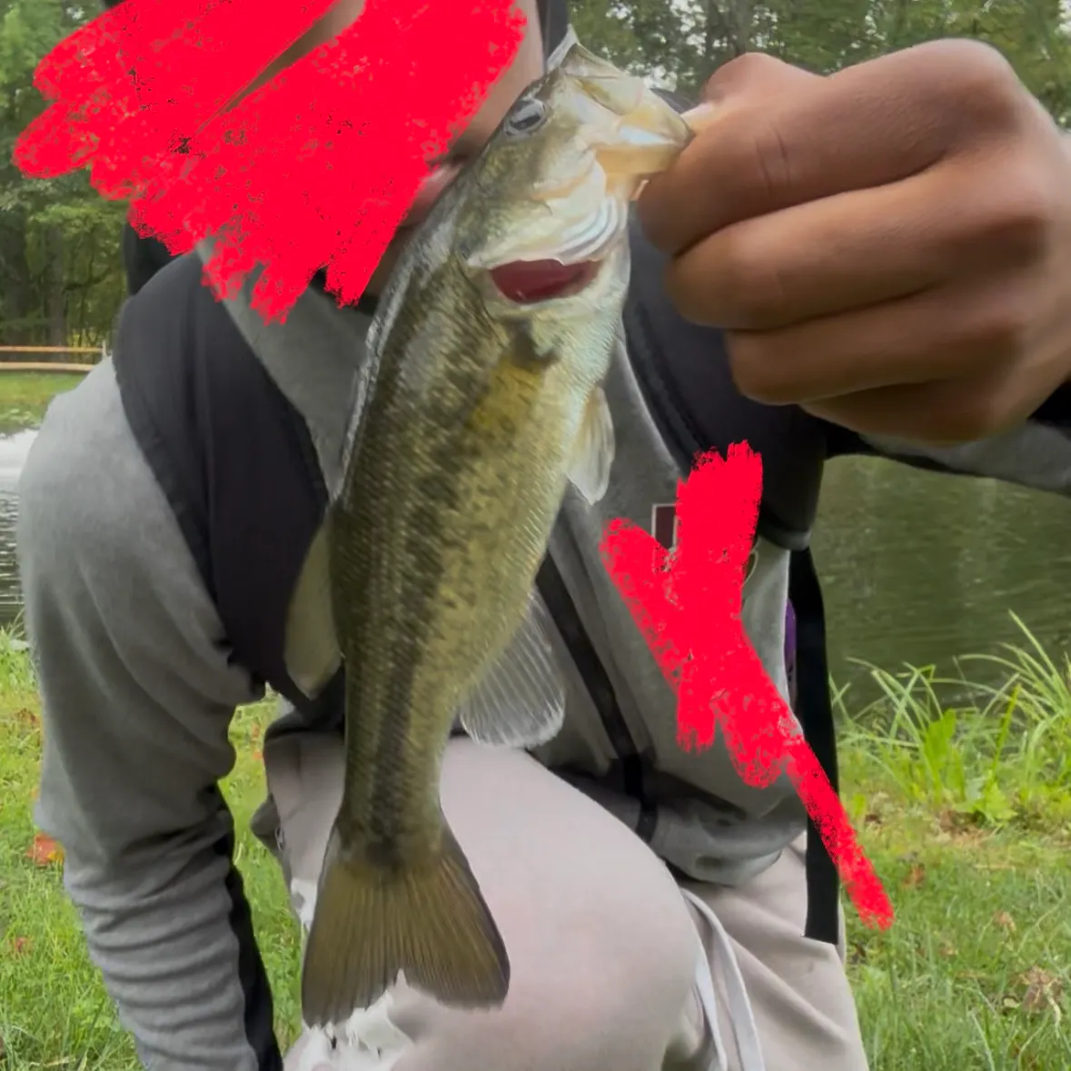 Largemouth bass caught on Fishbrain