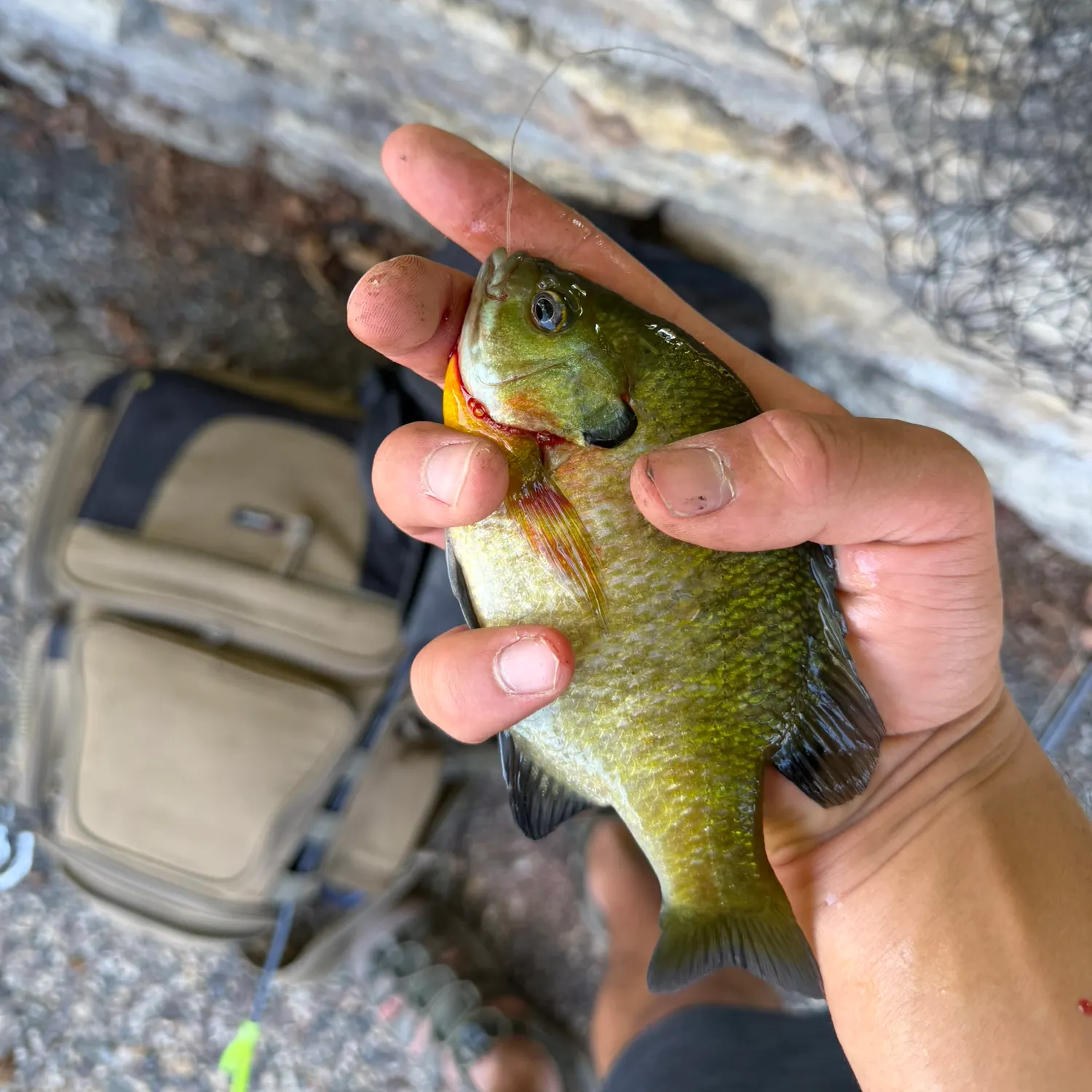 catch