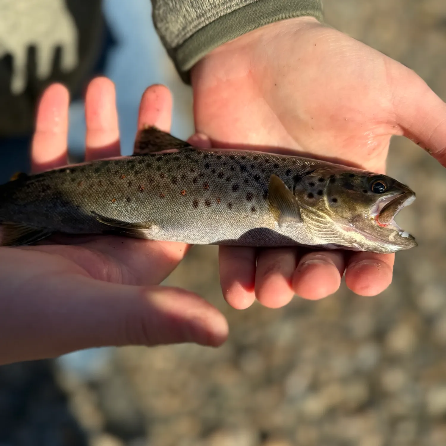 Brown trout caught on Fishbrain