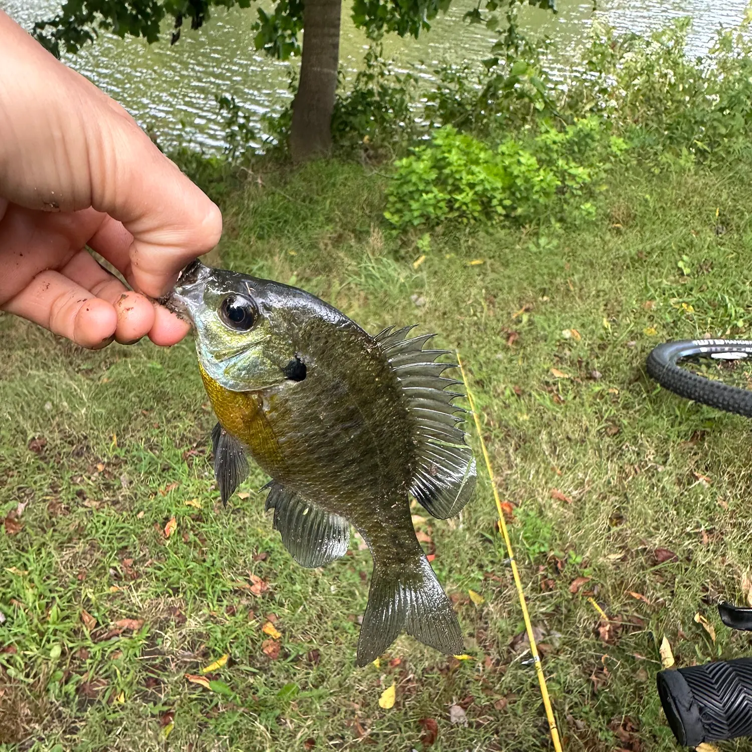 Bluegill caught on Fishbrain