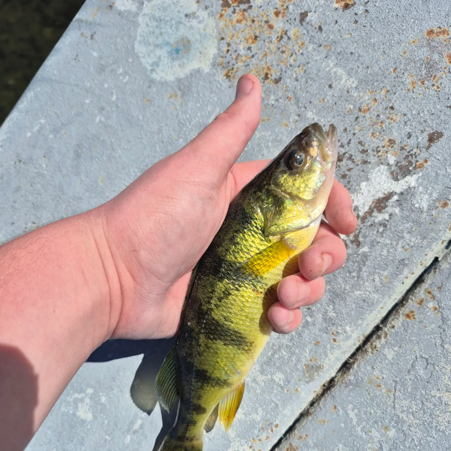 Yellow perch caught on Fishbrain