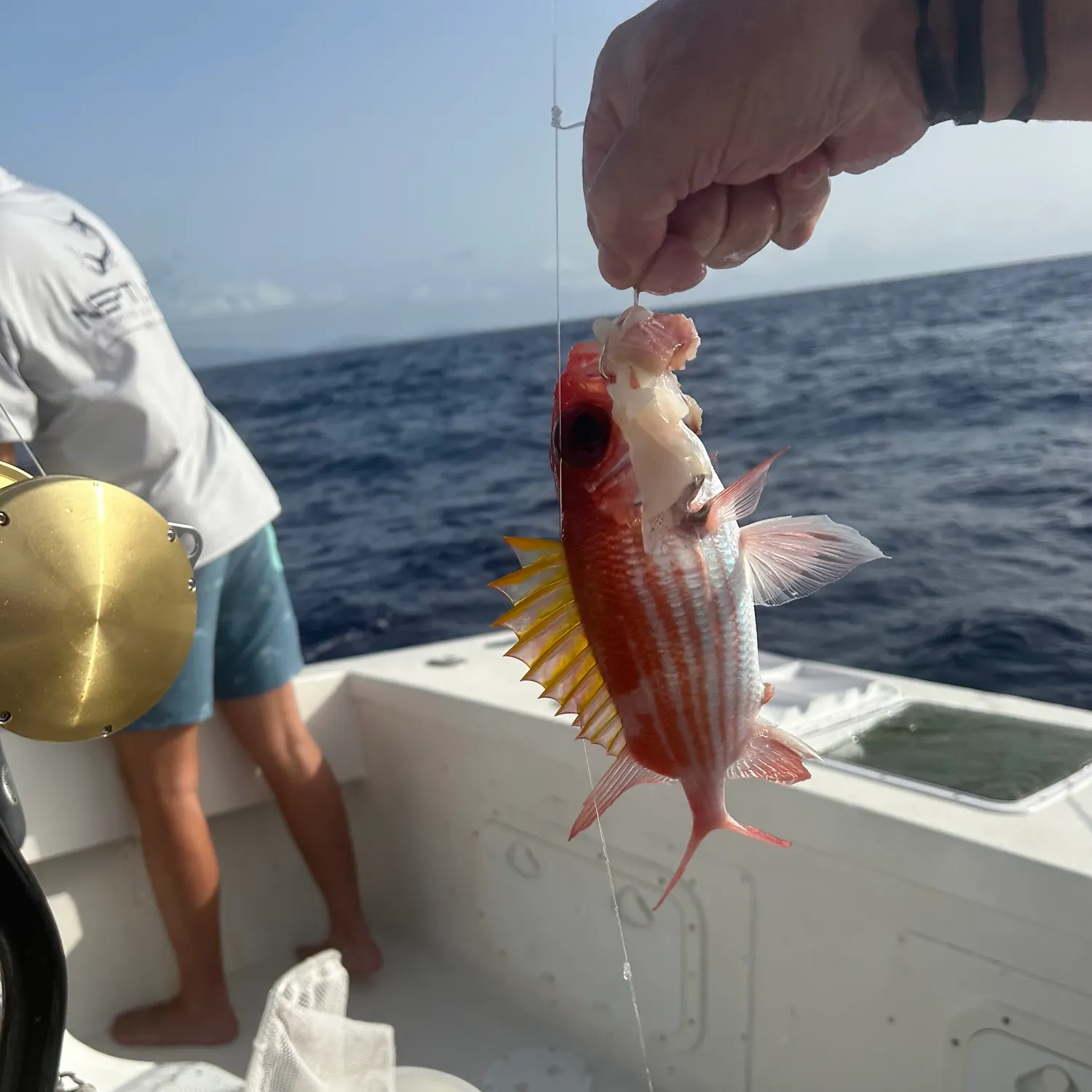The most recent Common squirrelfish catches on Fishbrain