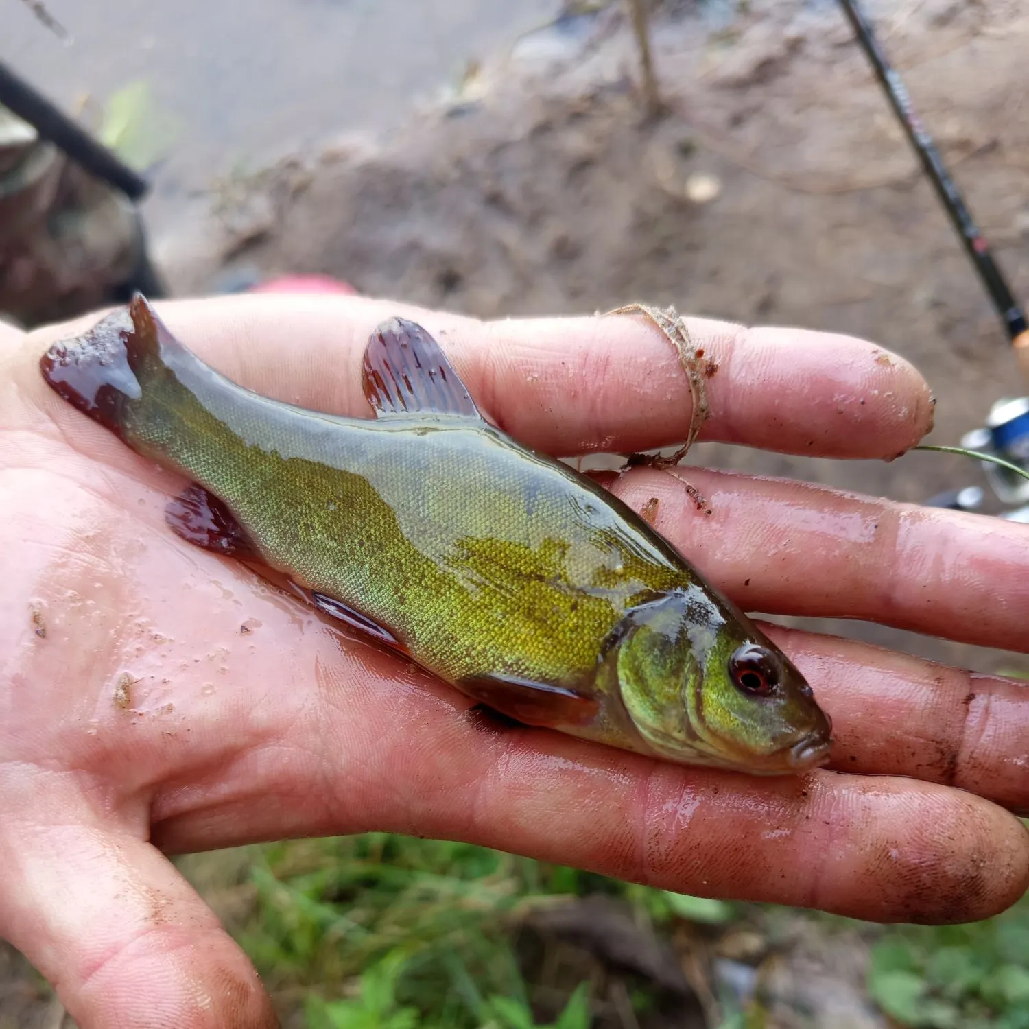 Tench caught on Fishbrain
