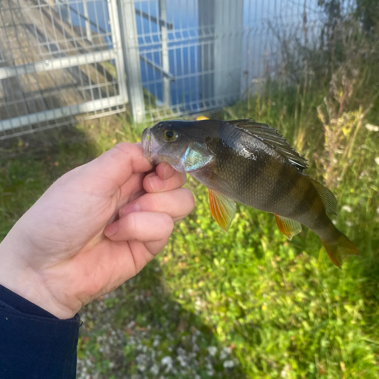 European perch caught on Fishbrain