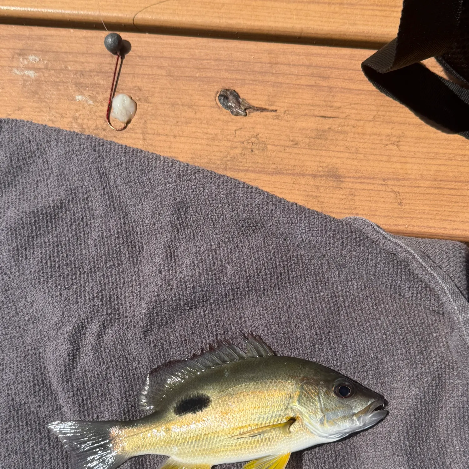 The most recent Moses perch catches on Fishbrain