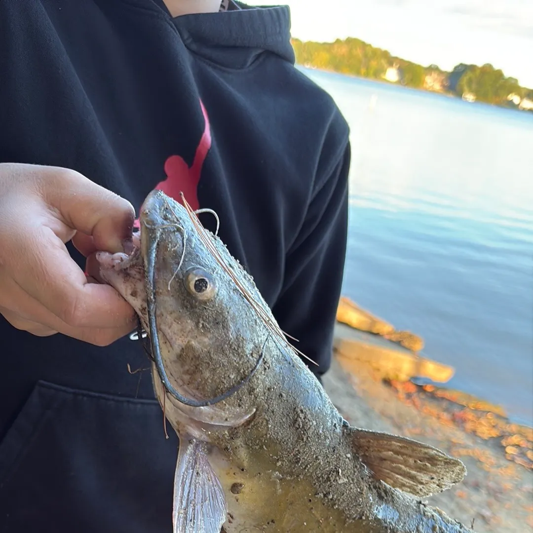 Channel catfish caught on Fishbrain
