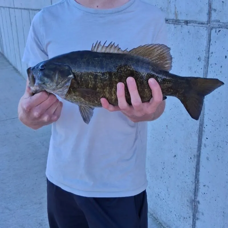 Smallmouth bass caught on Fishbrain