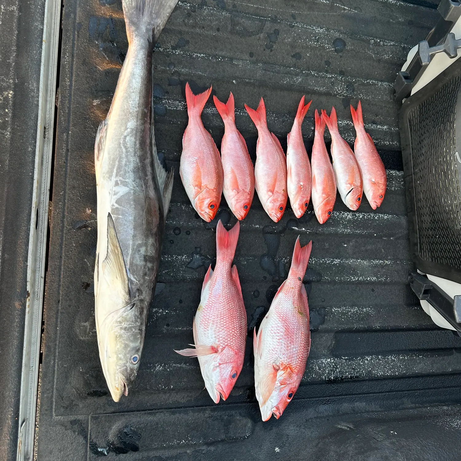 The most recent Vermilion snapper catches on Fishbrain