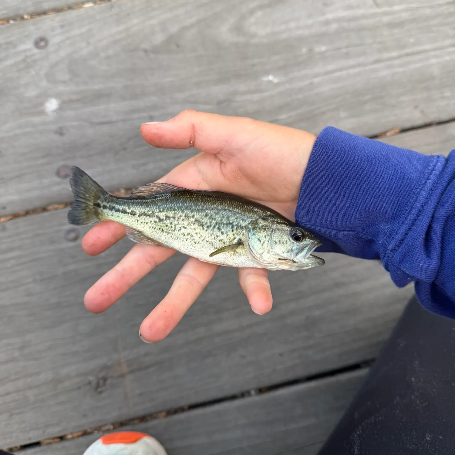 The most recent Meanmouth bass catches on Fishbrain